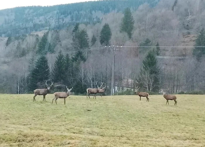 Chez Marguerite Au Menil Jardin Terrasse Holiday home Le Menil